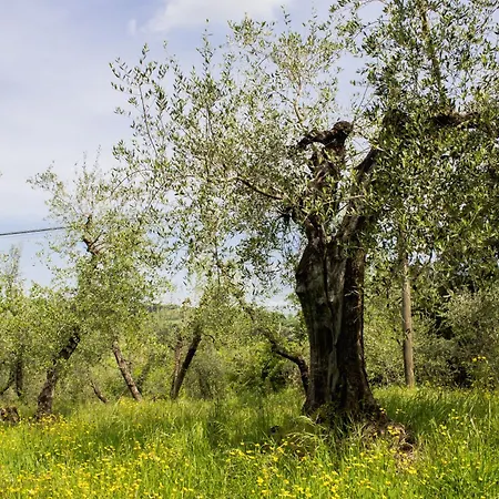 With View And Garden - Quercia Ghizzano
